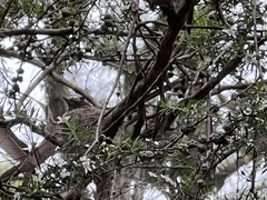 Rhipidura albiscapa