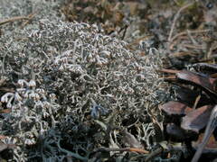 Cladonia rangiferina