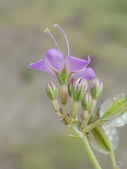 Acleisanthes chenopodioides