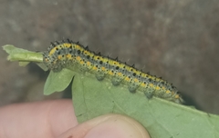 Tatochila