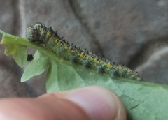 Tatochila