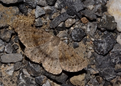 Dyscia crassipunctaria