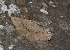 Dyscia crassipunctaria