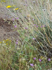 Acleisanthes chenopodioides