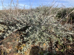 Acmispon argophyllus