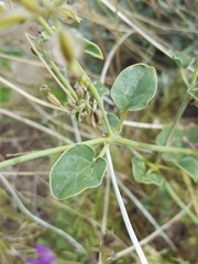 Acleisanthes chenopodioides