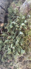 Hymenophyllum caespitosum