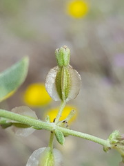 Acleisanthes chenopodioides