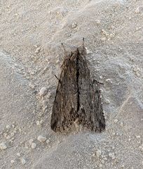 Supralathosea baboquivariensis