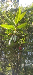 Crinodendron hookerianum