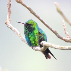 Chlorostilbon gibsoni