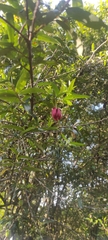 Crinodendron hookerianum