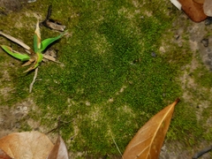 Physcomitrium pyriforme