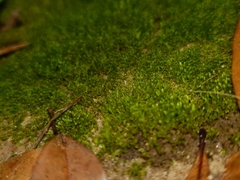 Physcomitrium pyriforme