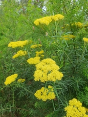 Cassinia aureonitens