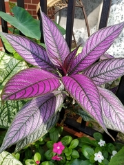 Strobilanthes auriculata dyeriana