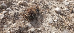 Ancistrocactus brevihamatus brevihamatus
