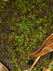 Acaulon