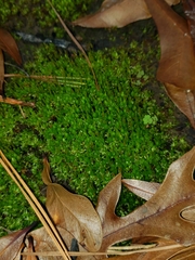 Acaulon