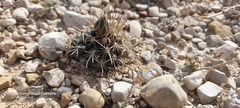 Ancistrocactus brevihamatus brevihamatus