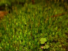 Acaulon