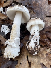 Amanita constricta