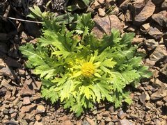 Sanicula arctopoides