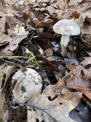 Amanita constricta