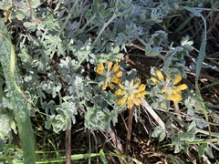 Acmispon argophyllus