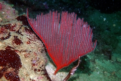 Ctenocella pectinata