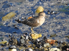 Charadrius modestus