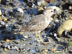 Charadrius modestus