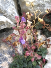 Chaenorhinum origanifolium