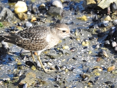Charadrius modestus
