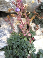 Chaenorhinum origanifolium