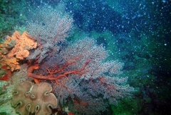 Melithaea ochracea