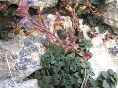 Chaenorhinum origanifolium