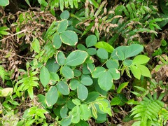 Dendrolobium umbellatum