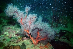 Chironephthya