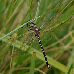 Synthemis eustalacta