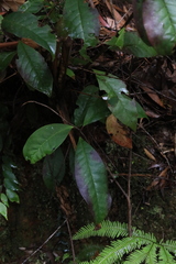 Eupomatia laurina