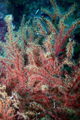 Chironephthya