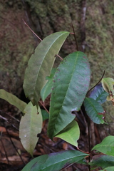 Eupomatia laurina