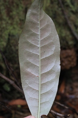 Eupomatia laurina