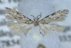 Pseudotelphusa landryi