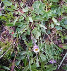 Erigeron uniflorus
