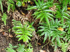 Pteris minor