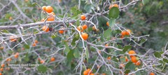 Celtis pallida