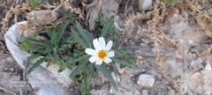 Melampodium cinereum