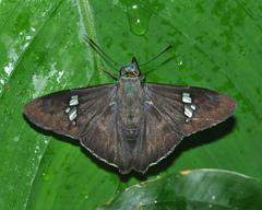 Chrysoplectrum perniciosus